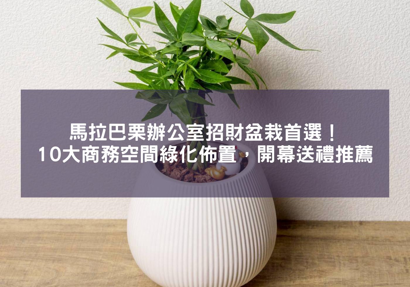 馬拉巴栗-辦公室招財盆栽首選！10大商務空間綠化佈置，開幕送禮推薦