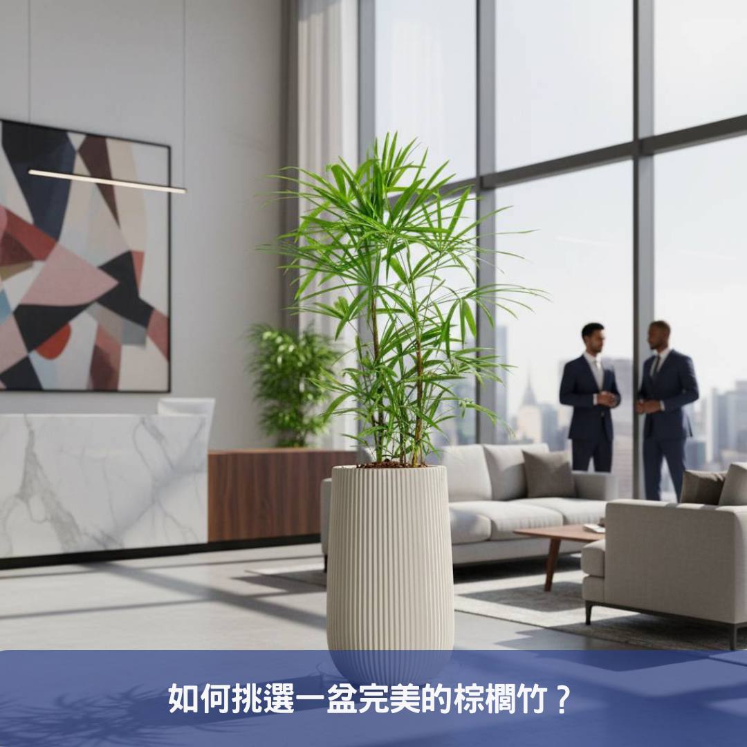 棕櫚竹盆栽不只是綠色植物,更是您辦公室的空氣清淨機與品味象徵!