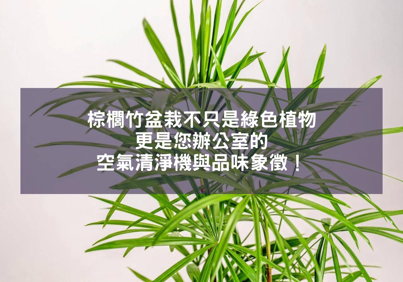 閱讀更多文章 棕櫚竹盆栽不只是綠色植物，更是您辦公室的空氣清淨機與品味象徵！