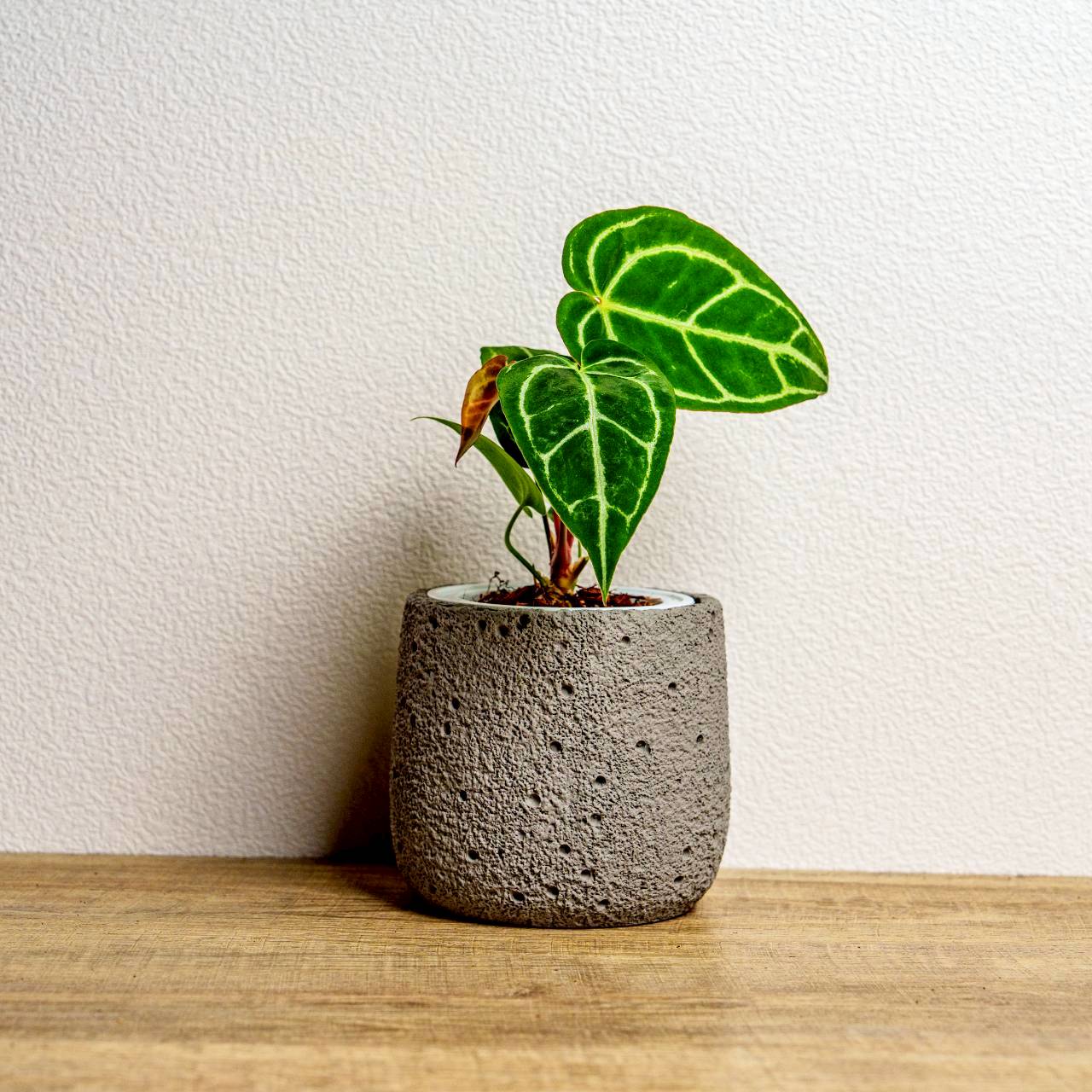 黑水晶花燭懶人盆栽加圓點白小水泥盆套盆開幕盆栽推薦桌上盆栽| 巧繪網