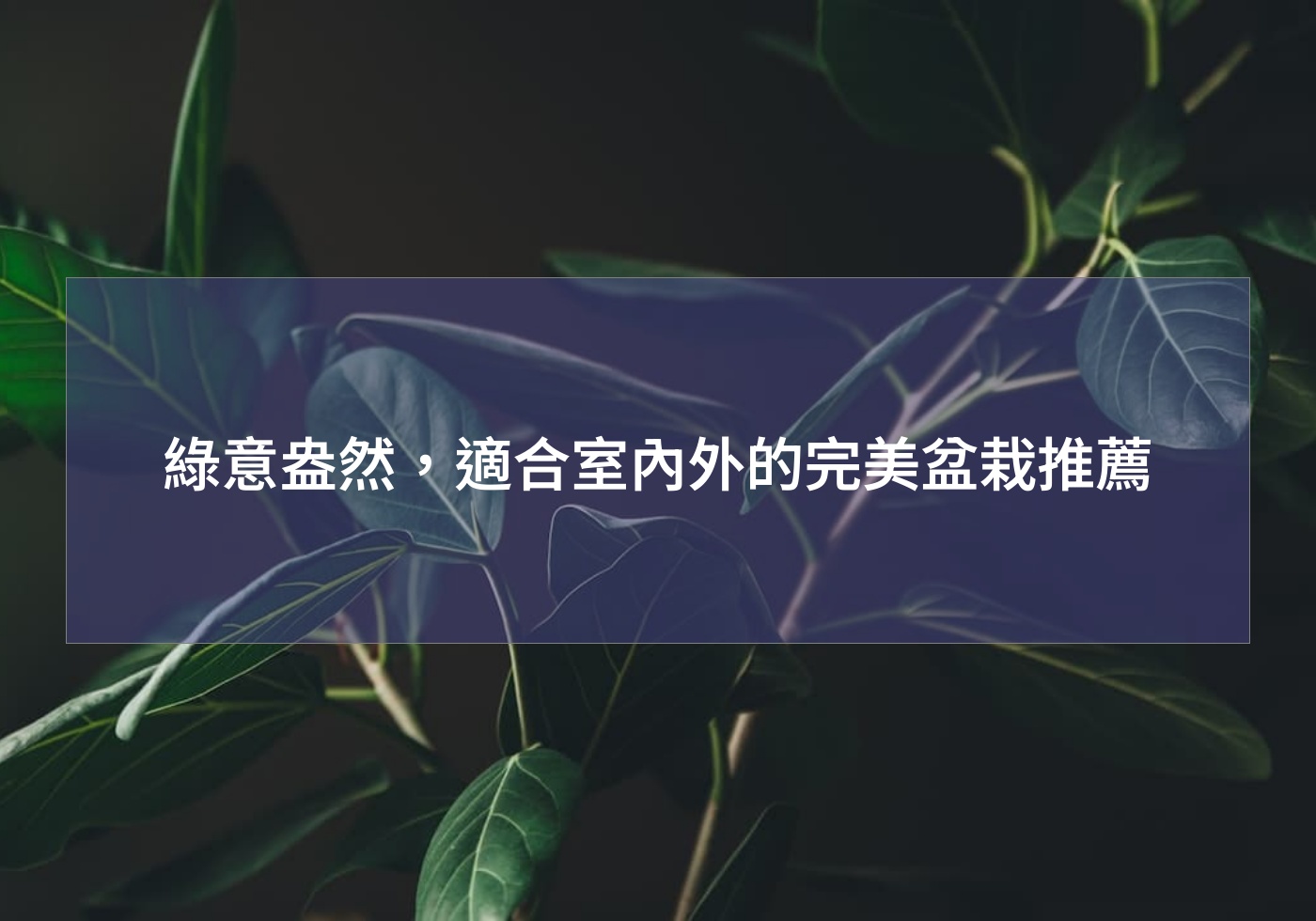 綠意盎然，適合室內外的完美盆栽推薦