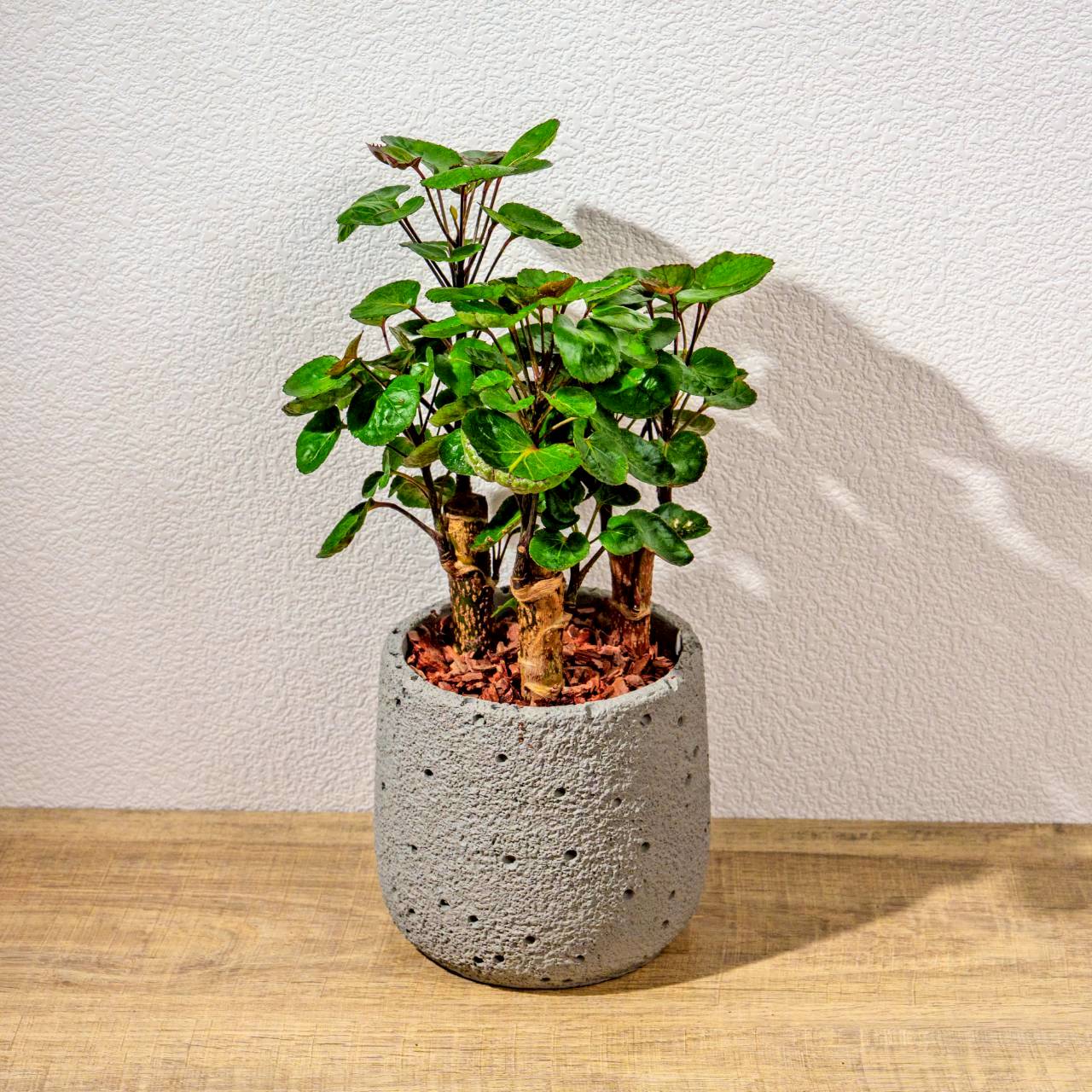 虹玉福祿桐 圓點灰小水泥盆栽 開幕盆栽推薦 桌上盆栽 送禮