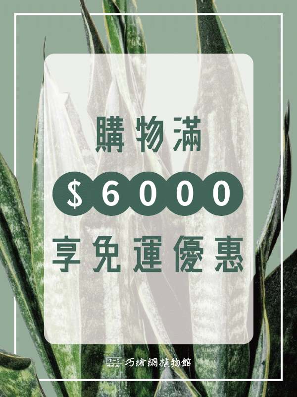 購物滿額6000 享免運優惠 即刻購買心儀盆栽 居家裝飾