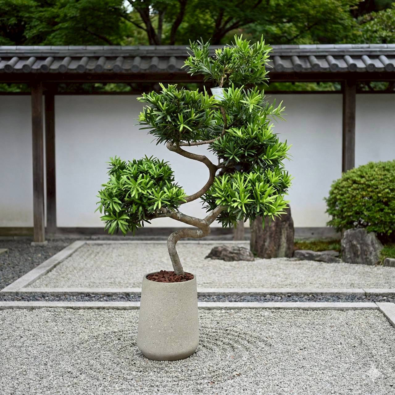 羅漢松落地盆栽大盆栽拿鐵棕磨石子花盆開幕送禮喬遷禮物植栽辦公室裝飾