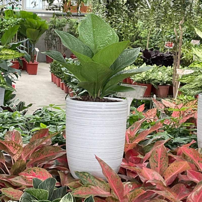 Anthurium-hookeri-Tabletop-potted