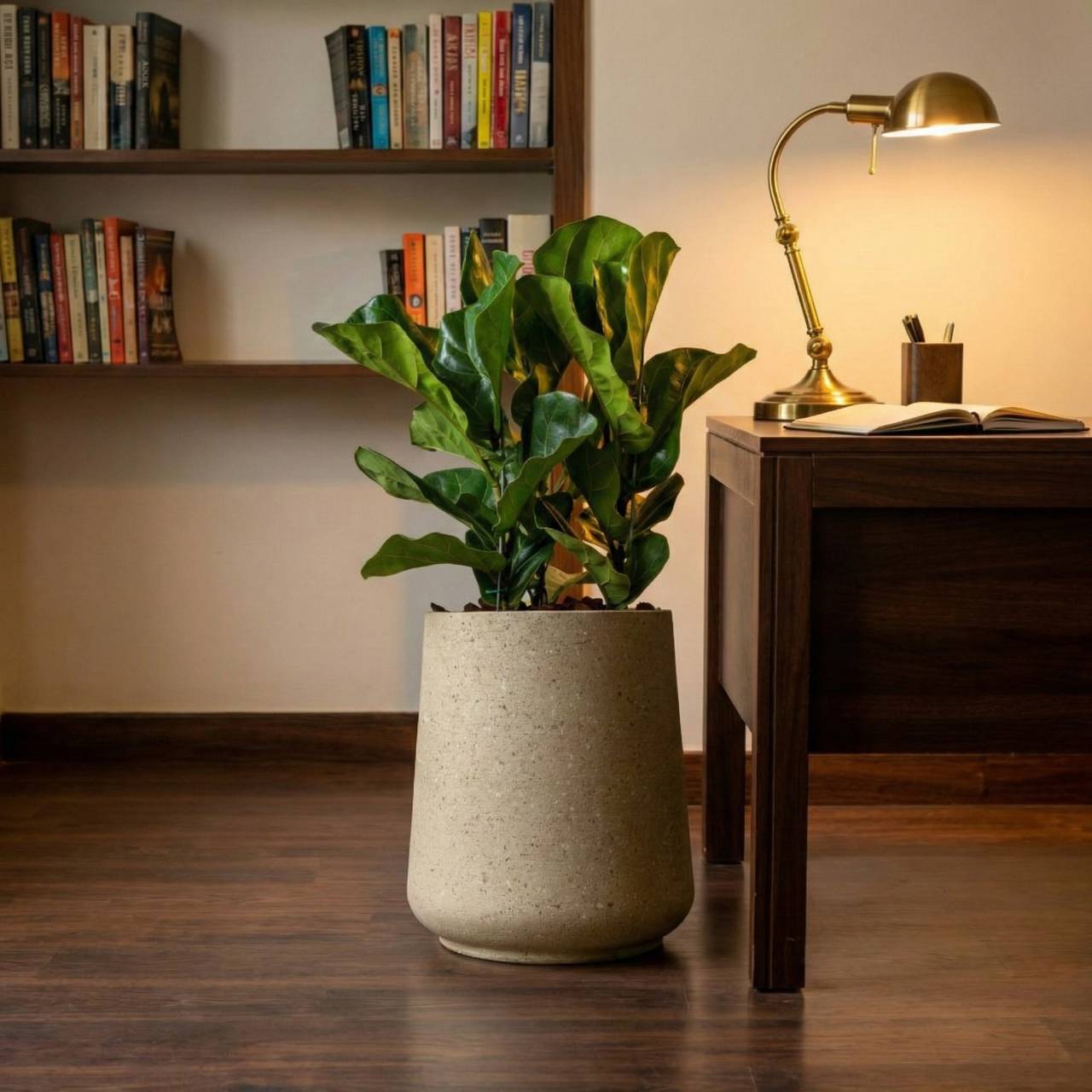 three-fiddle-leaf-fig-trees-01