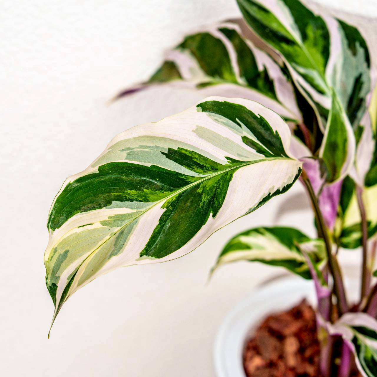 efeu mix Efeu-Geranie-Blumensamen  Pure Asia Seeds