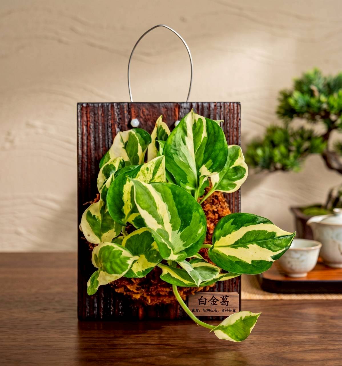 植物上板 白金葛 碳化木板 掛飾 板植 牆上綠植