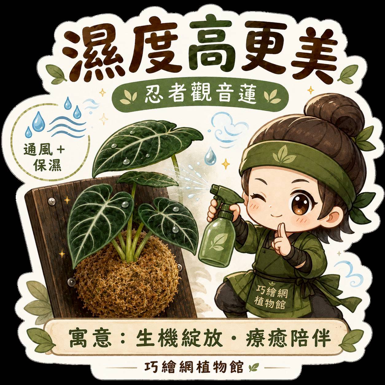 植物上板 忍者觀音蓮 碳化木板 掛飾 板植 牆上綠植