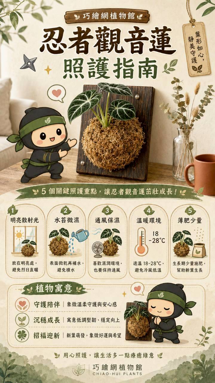 植物上板 忍者觀音蓮 碳化木板 掛飾 板植 牆上綠植