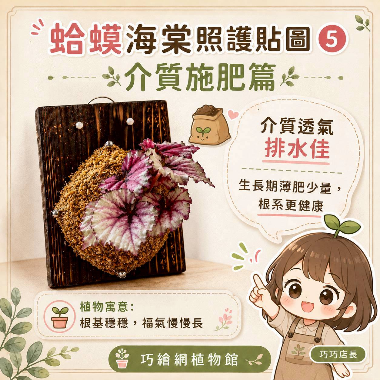 植物上板 蛤蟆秋海棠 碳化木板 掛飾 板植 牆上綠植