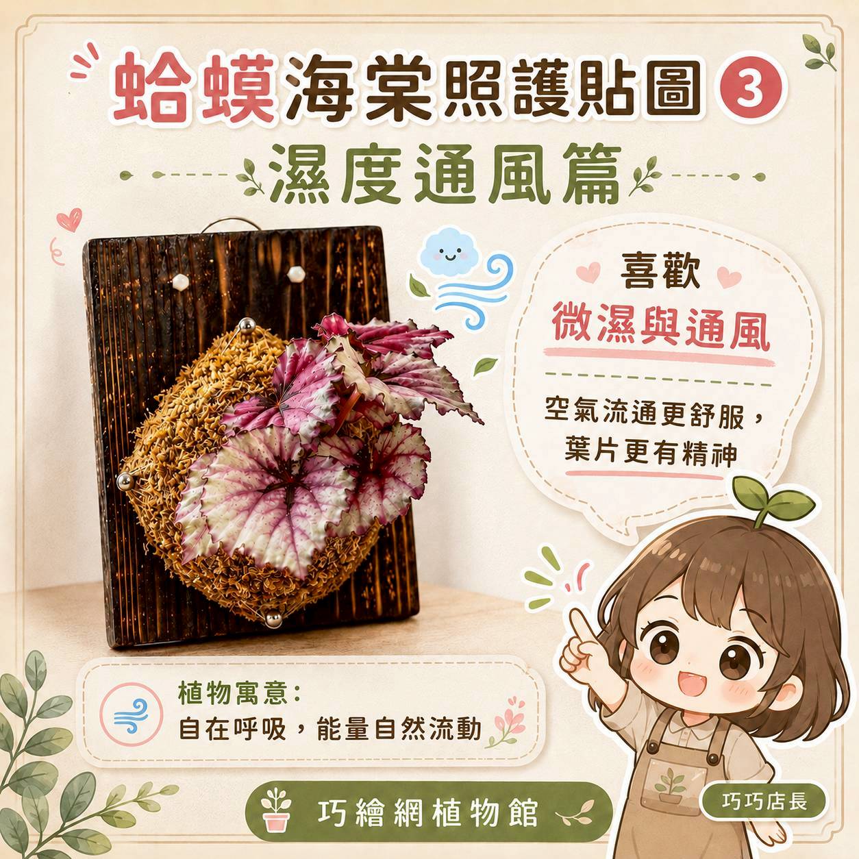 植物上板 蛤蟆秋海棠 碳化木板 掛飾 板植 牆上綠植
