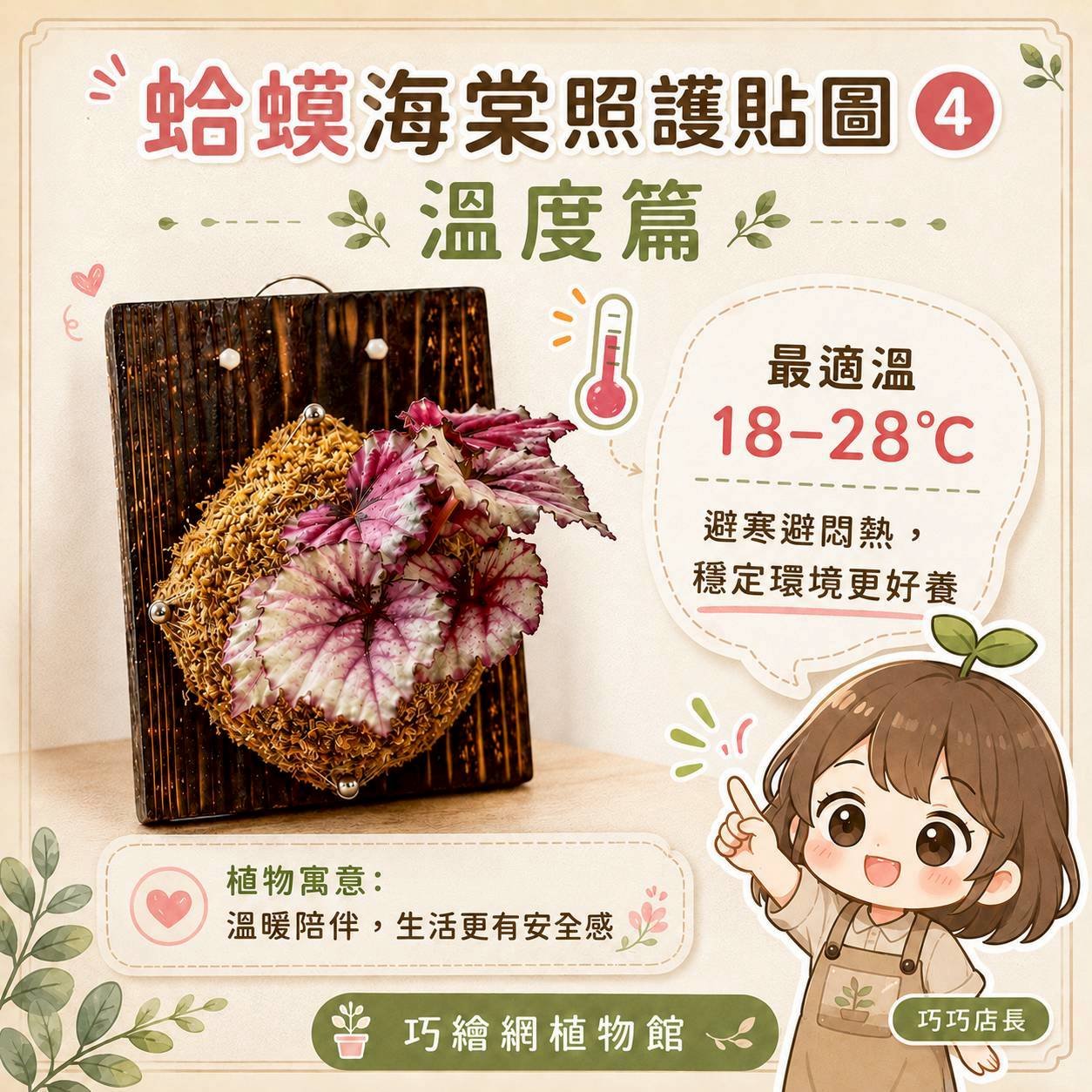 植物上板 蛤蟆秋海棠 碳化木板 掛飾 板植 牆上綠植