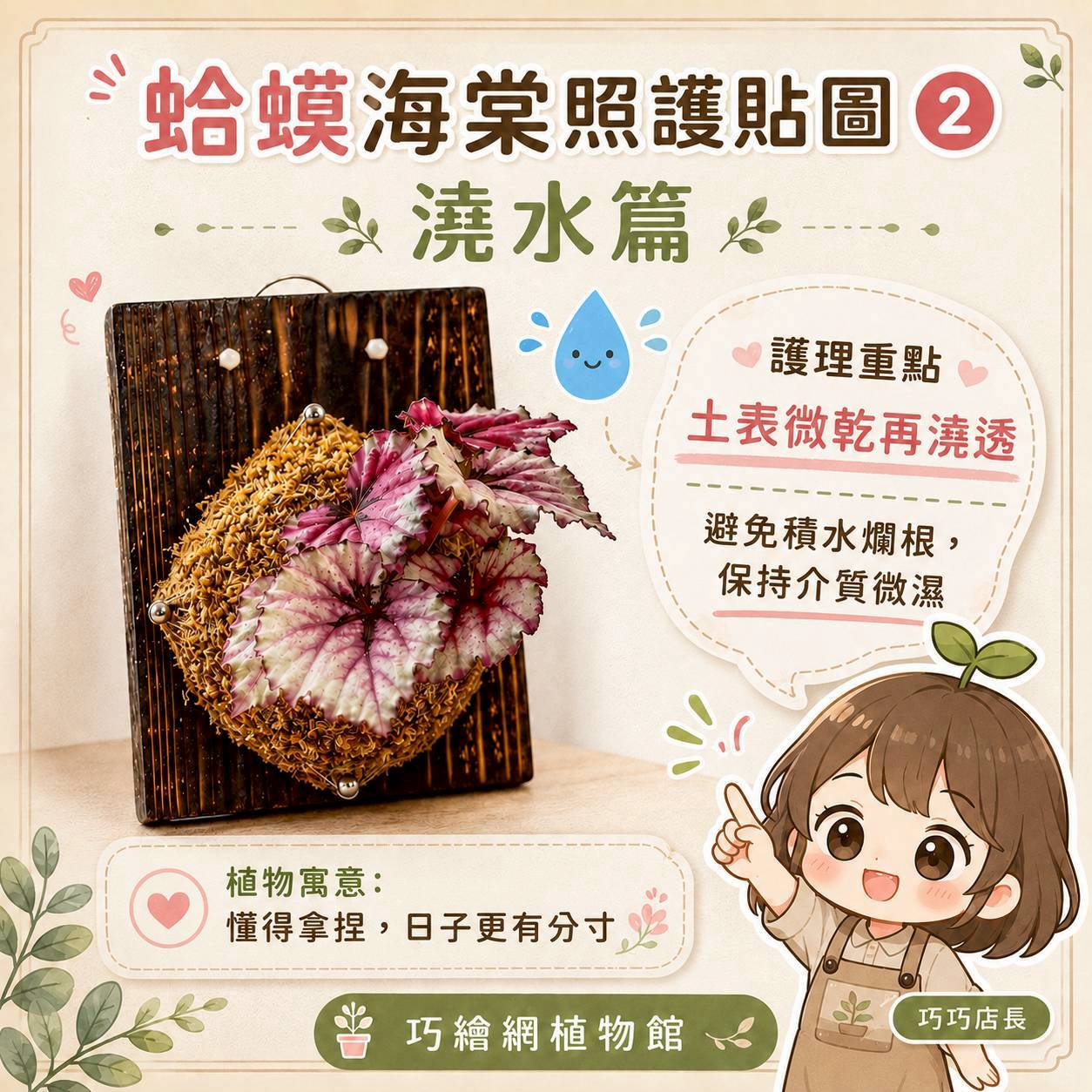 植物上板 蛤蟆秋海棠 碳化木板 掛飾 板植 牆上綠植