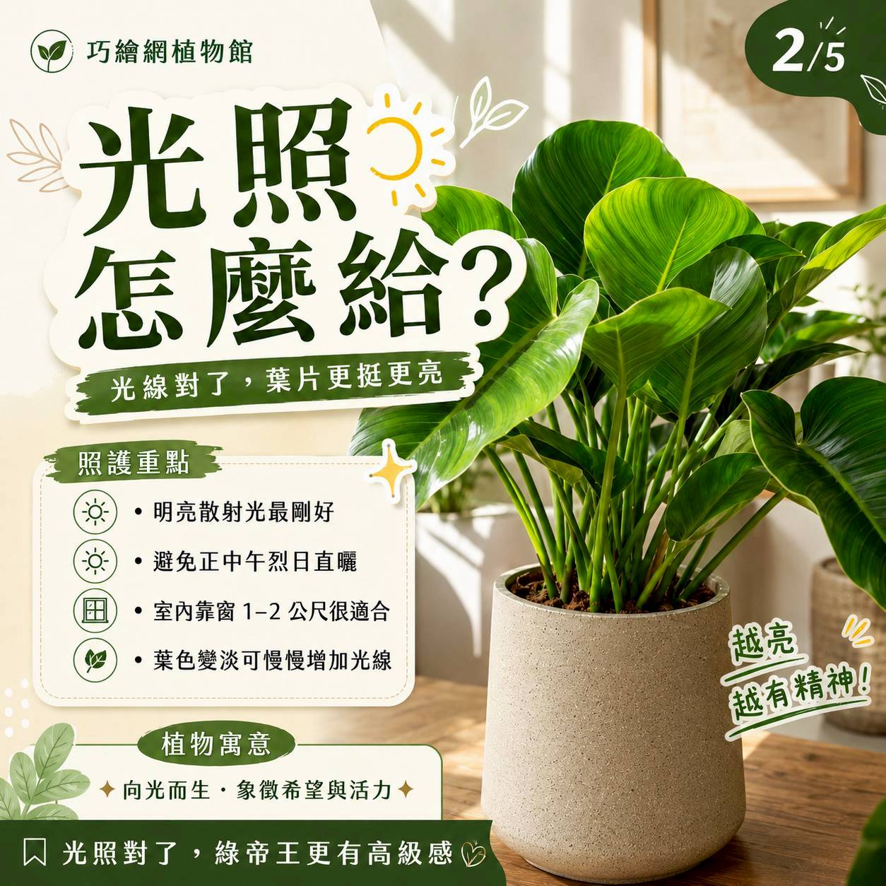 大綠帝王水泥盆栽 落地盆栽 大盆栽 拿鐵棕磨石子花盆 開幕送禮 喬遷禮物 植栽 辦公室裝飾