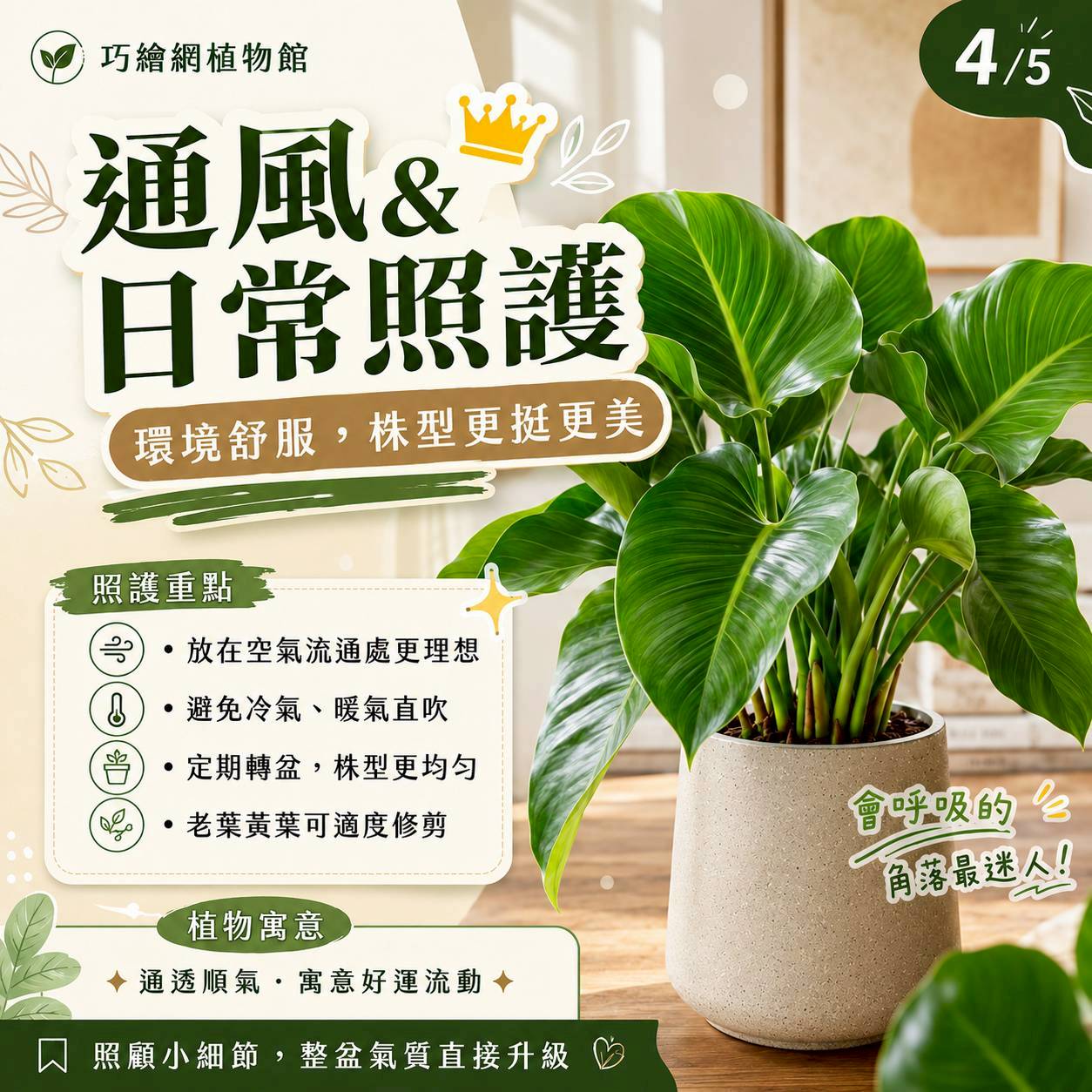 大綠帝王水泥盆栽 落地盆栽 大盆栽 拿鐵棕磨石子花盆 開幕送禮 喬遷禮物 植栽 辦公室裝飾