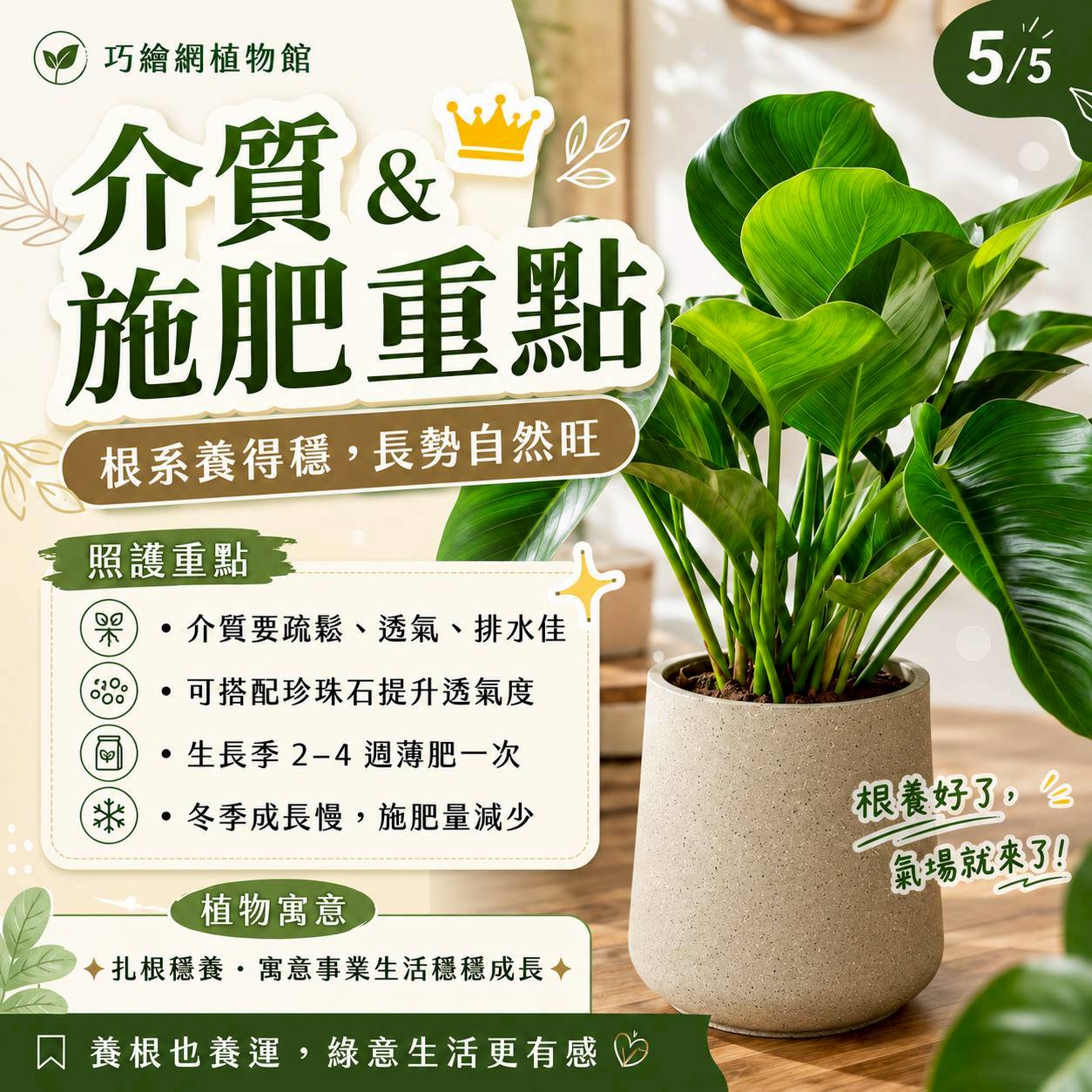 大綠帝王水泥盆栽 落地盆栽 大盆栽 拿鐵棕磨石子花盆 開幕送禮 喬遷禮物 植栽 辦公室裝飾