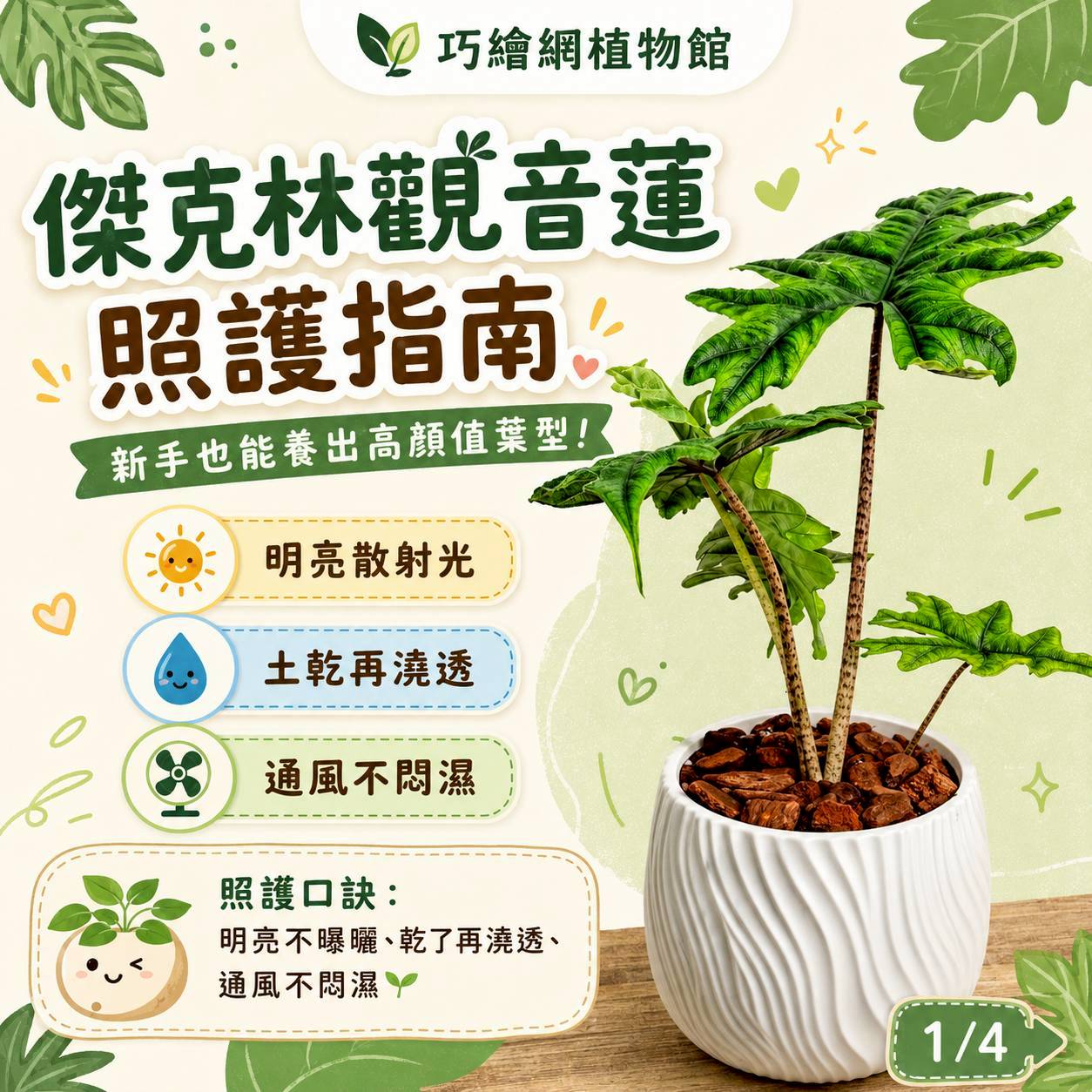 傑克林觀音蓮 流線仿水泥盆栽 桌上盆栽 塑膠盆器 開幕送禮 喬遷禮物 植栽 辦公室裝飾