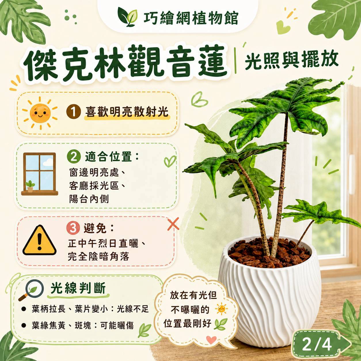 傑克林觀音蓮 流線仿水泥盆栽 桌上盆栽 塑膠盆器 開幕送禮 喬遷禮物 植栽 辦公室裝飾
