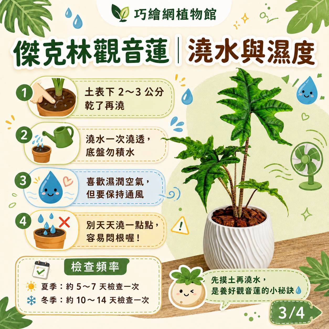 傑克林觀音蓮 流線仿水泥盆栽 桌上盆栽 塑膠盆器 開幕送禮 喬遷禮物 植栽 辦公室裝飾