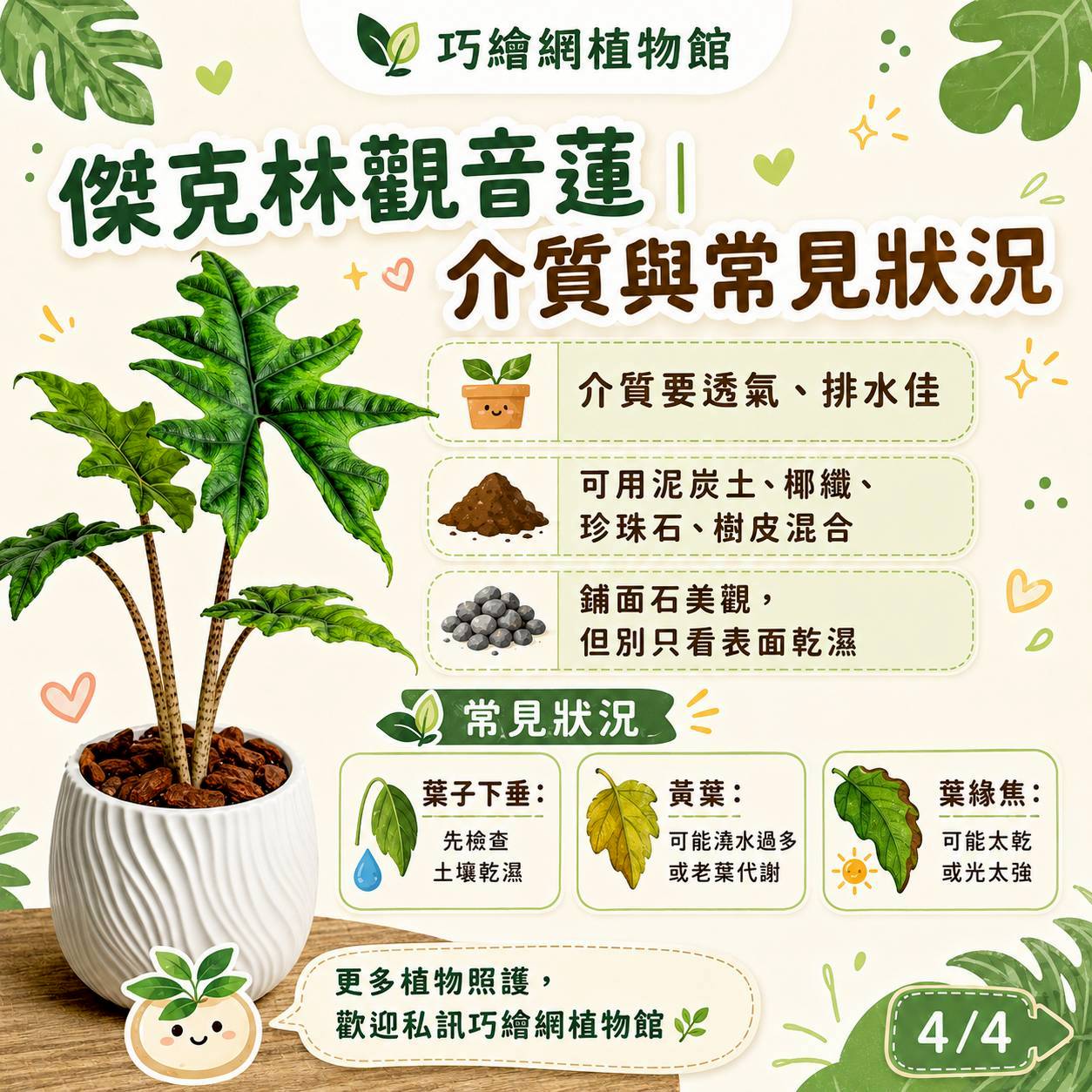 傑克林觀音蓮 流線仿水泥盆栽 桌上盆栽 塑膠盆器 開幕送禮 喬遷禮物 植栽 辦公室裝飾
