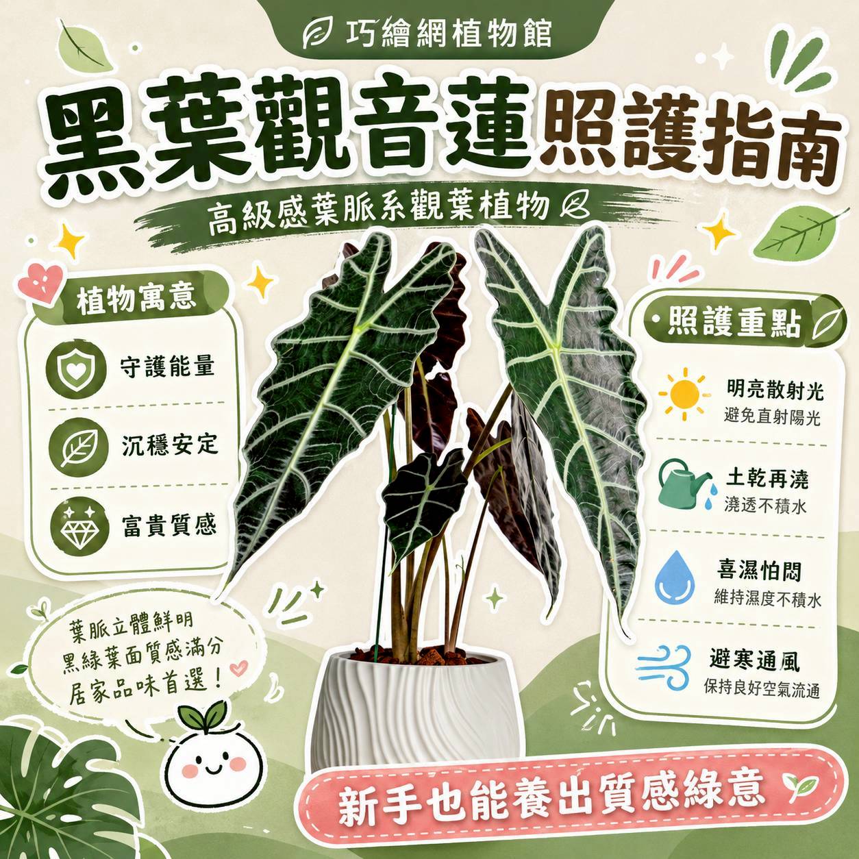 黑葉觀音蓮 流線仿水泥盆栽 桌上盆栽 塑膠盆器 開幕送禮 喬遷禮物 植栽 辦公室裝飾
