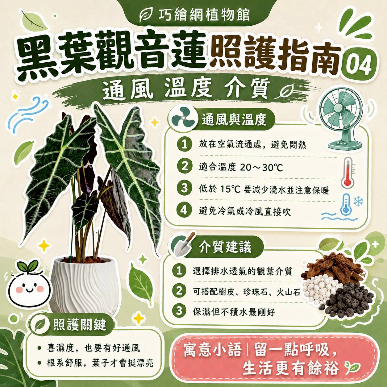 黑葉觀音蓮 流線仿水泥盆栽 桌上盆栽 塑膠盆器 開幕送禮 喬遷禮物 植栽 辦公室裝飾