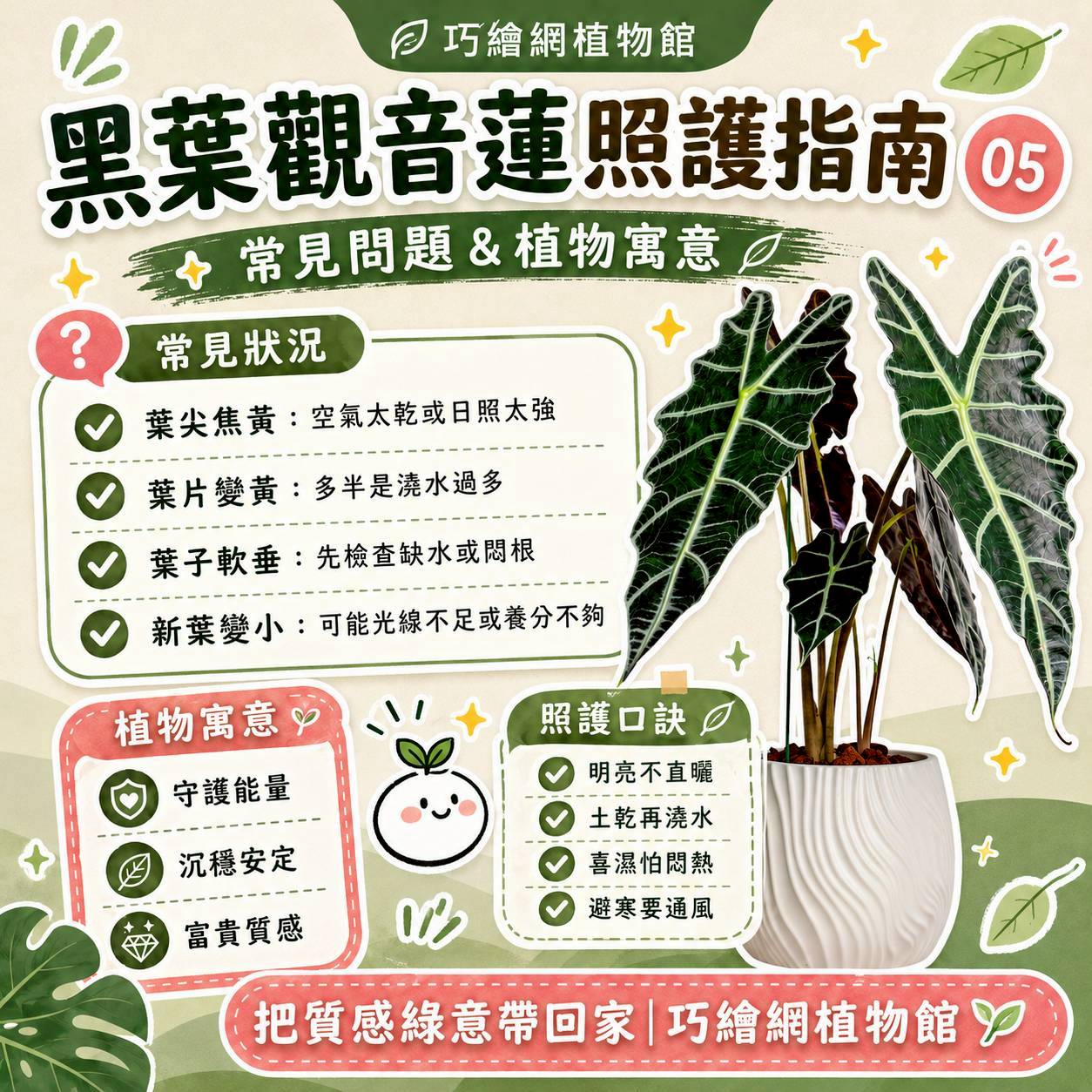黑葉觀音蓮 流線仿水泥盆栽 桌上盆栽 塑膠盆器 開幕送禮 喬遷禮物 植栽 辦公室裝飾