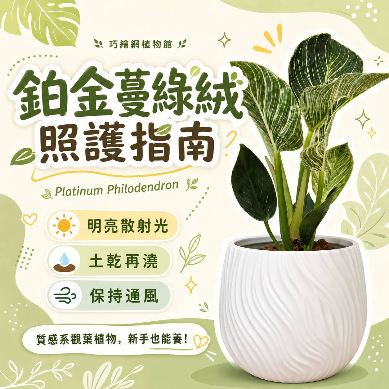 鉑金蔓綠絨 流線仿水泥盆栽 桌上盆栽 塑膠盆器 開幕送禮 喬遷禮物 植栽 辦公室裝飾
