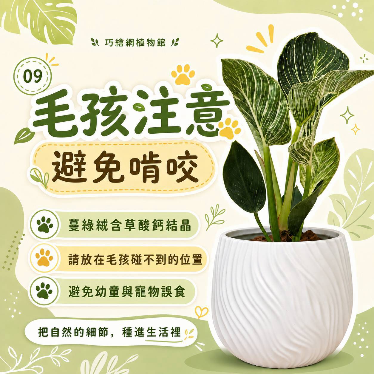 鉑金蔓綠絨 流線仿水泥盆栽 桌上盆栽 塑膠盆器 開幕送禮 喬遷禮物 植栽 辦公室裝飾