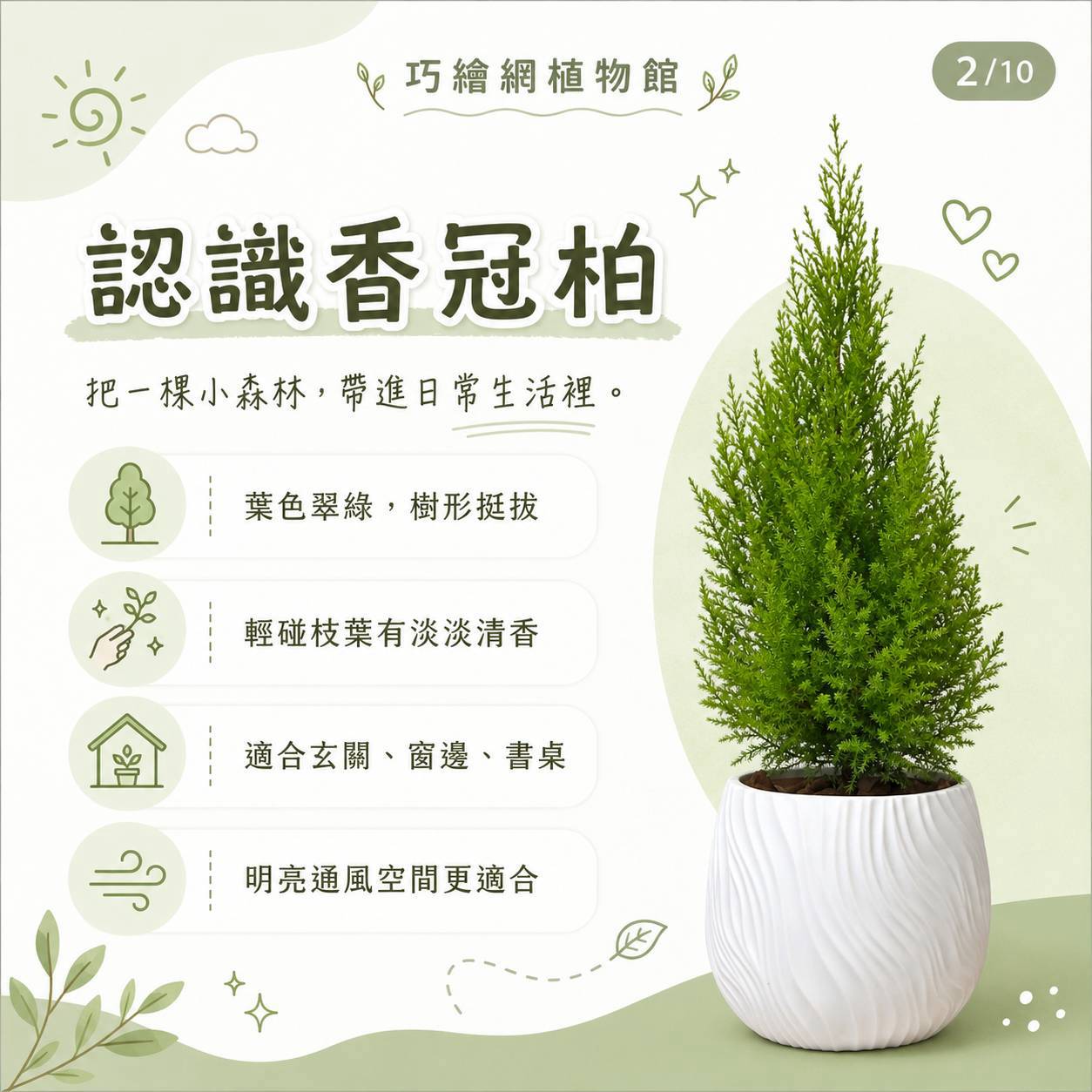 香冠柏 流線仿水泥盆栽 桌上盆栽 塑膠盆器 開幕送禮 喬遷禮物 植栽 辦公室裝飾