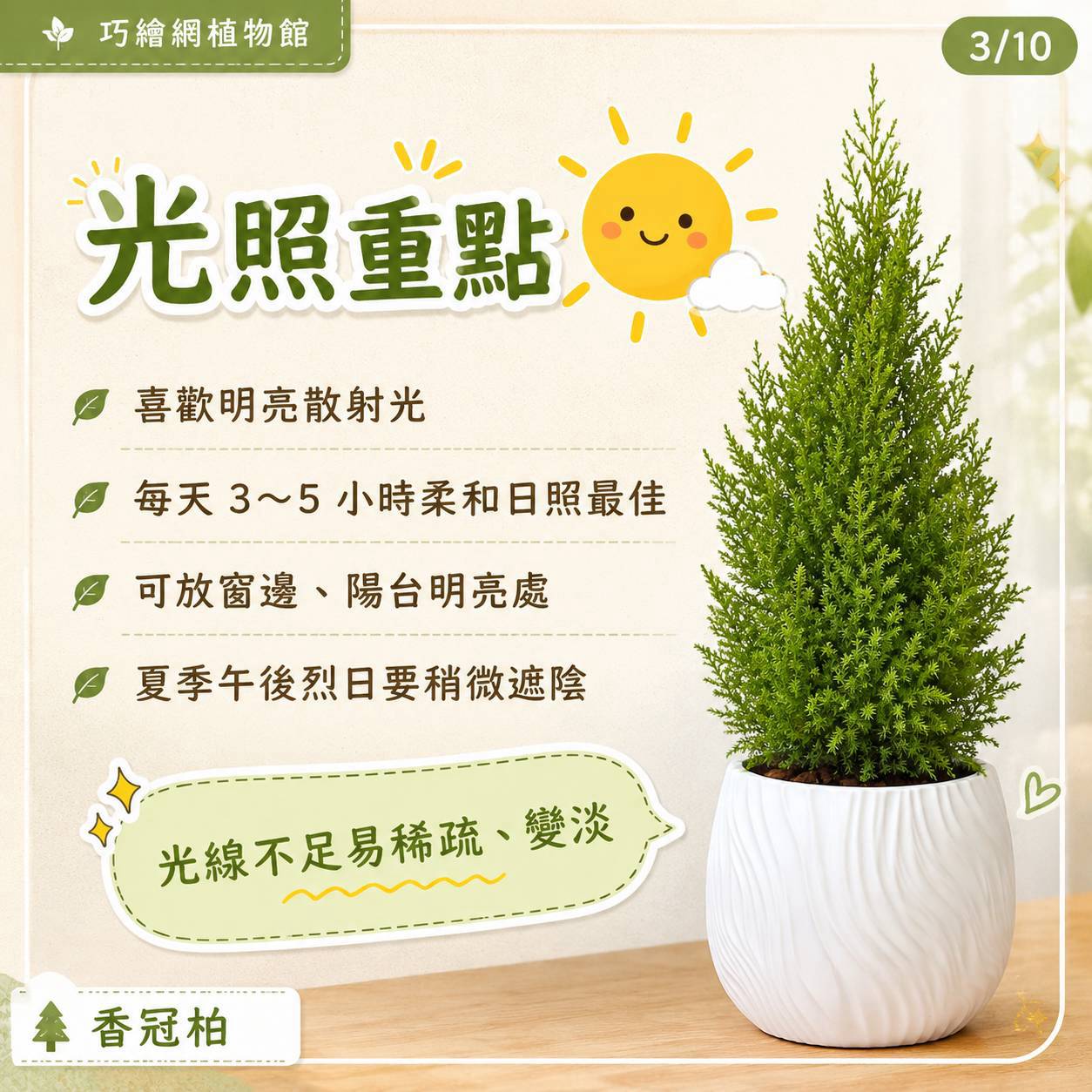 香冠柏 流線仿水泥盆栽 桌上盆栽 塑膠盆器 開幕送禮 喬遷禮物 植栽 辦公室裝飾