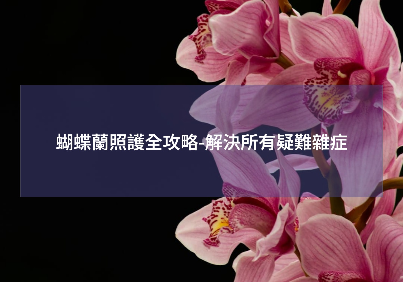 蝴蝶蘭照護全攻略-解決所有疑難雜症