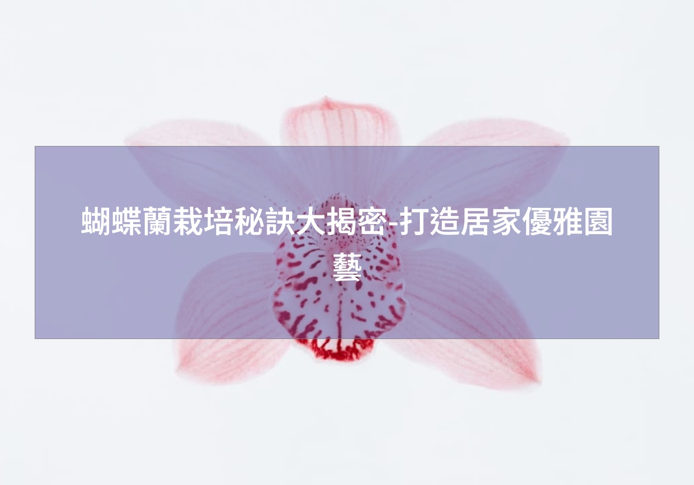 蝴蝶蘭栽培秘訣大揭密-打造居家優雅園藝