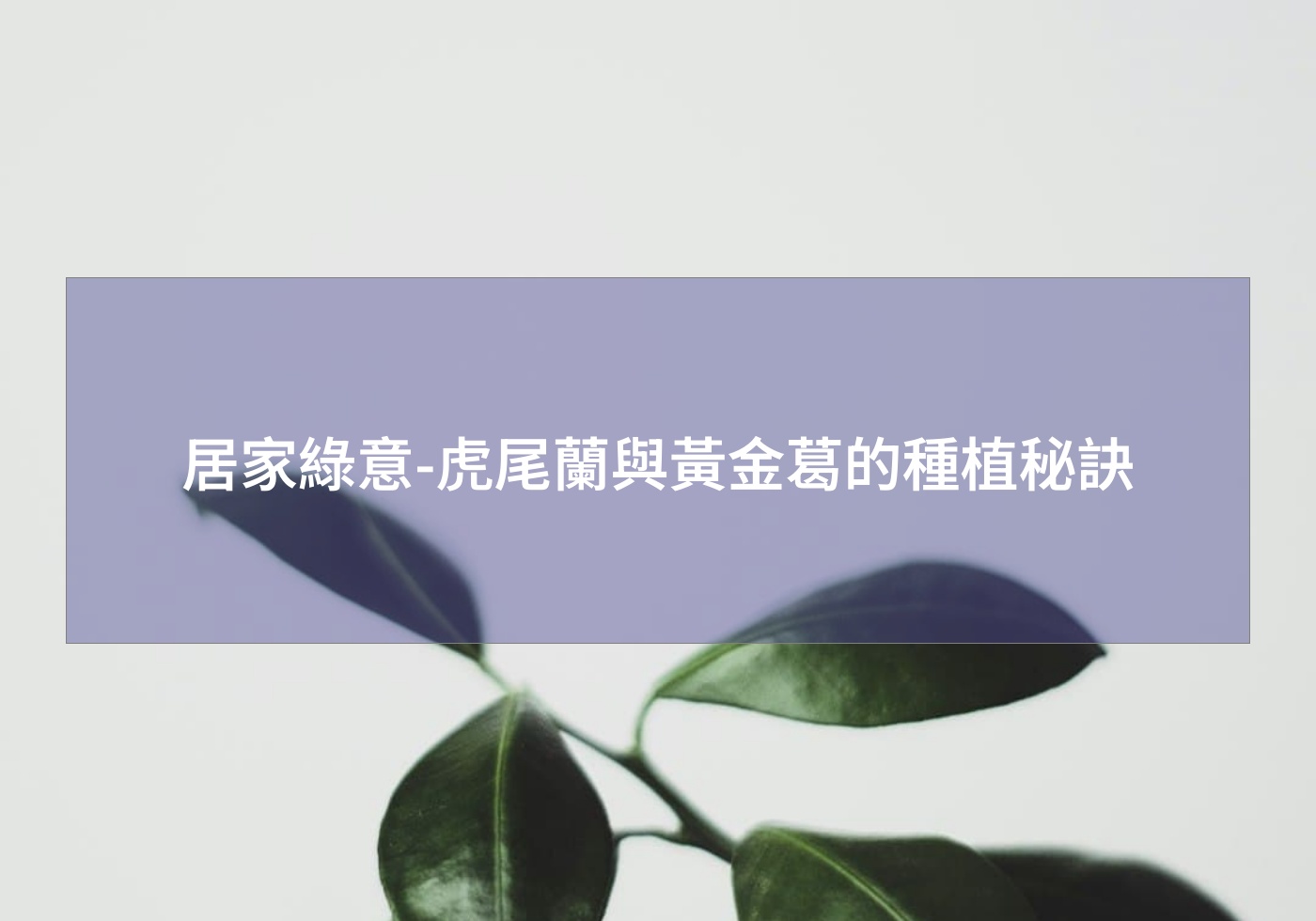 居家綠意-虎尾蘭與黃金葛的種植秘訣