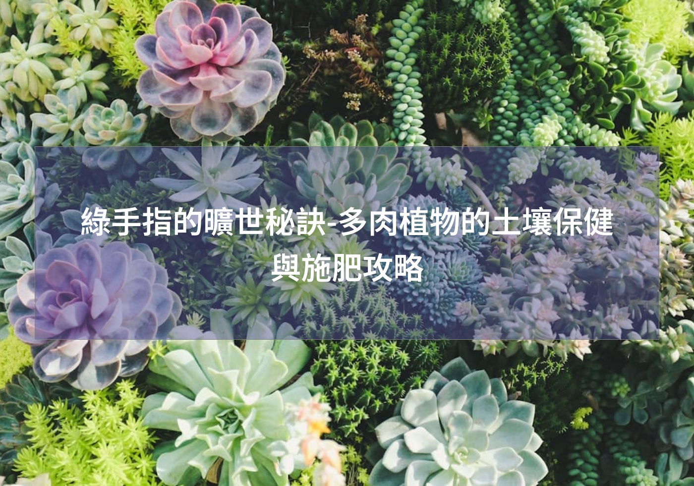 綠手指的曠世秘訣-多肉植物的土壤保健與施肥攻略